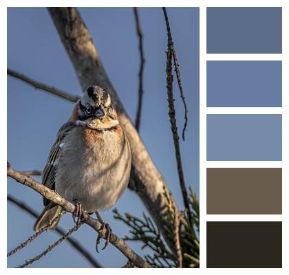 Bird Andean Sparrow Rufous Collared Sparrow Image